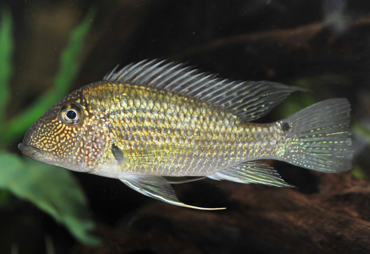 Geophagus jurupari